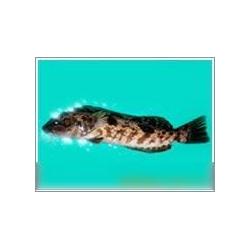 鮮活水產(chǎn)品產(chǎn)業(yè)鏈全解析 從源頭供應(yīng)到終端批發(fā)